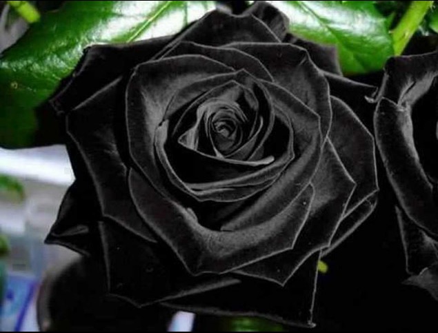 Las rosas de Halfeti, las únicas rosas negras que existen en la naturaleza Fullsi10