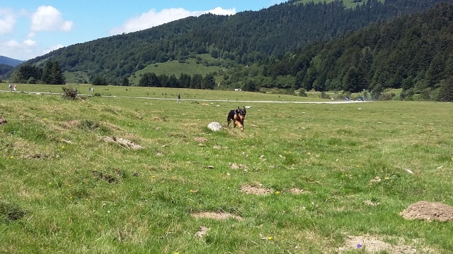 Ladie jolie femelle croisée beauceronne née en 2015 20150810