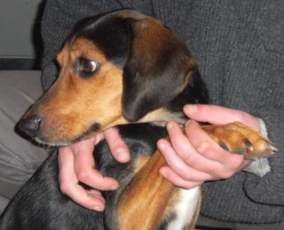 IRIS, petite x beagle, 2 ans 1/2 Dscf6612