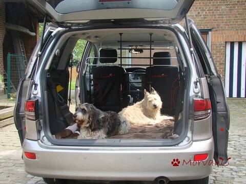Caisses de transport pour chiens : en sécurité en voiture avec des chiens -  TCS Suisse