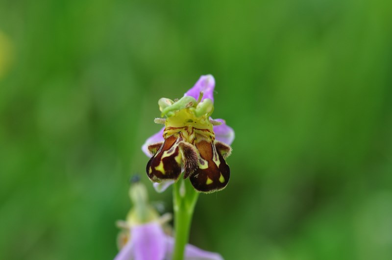 Ophrys apifera Dsc_0312