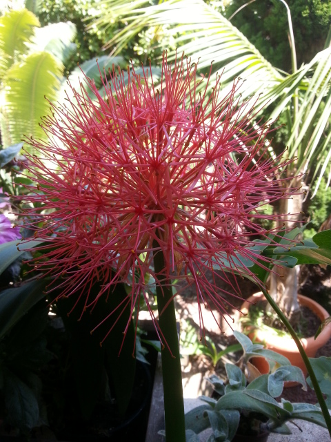 Haemanthus multiflorus 20150616