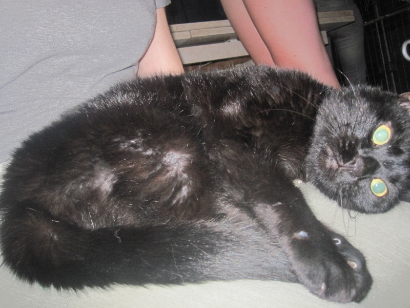 Pépito, chat noir très affectueux né en 2012 - SLPA Amance Pypita11