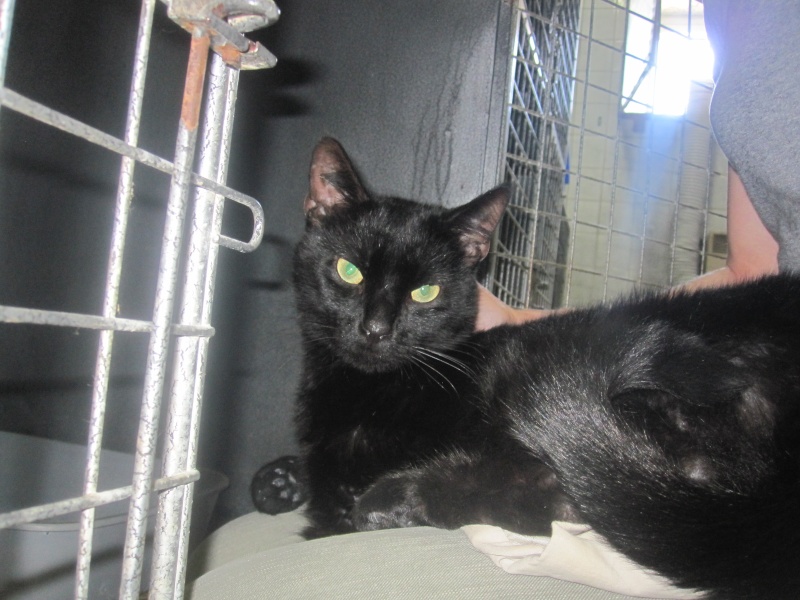 Pépito, chat noir très affectueux né en 2012 - SLPA Amance Pypita12