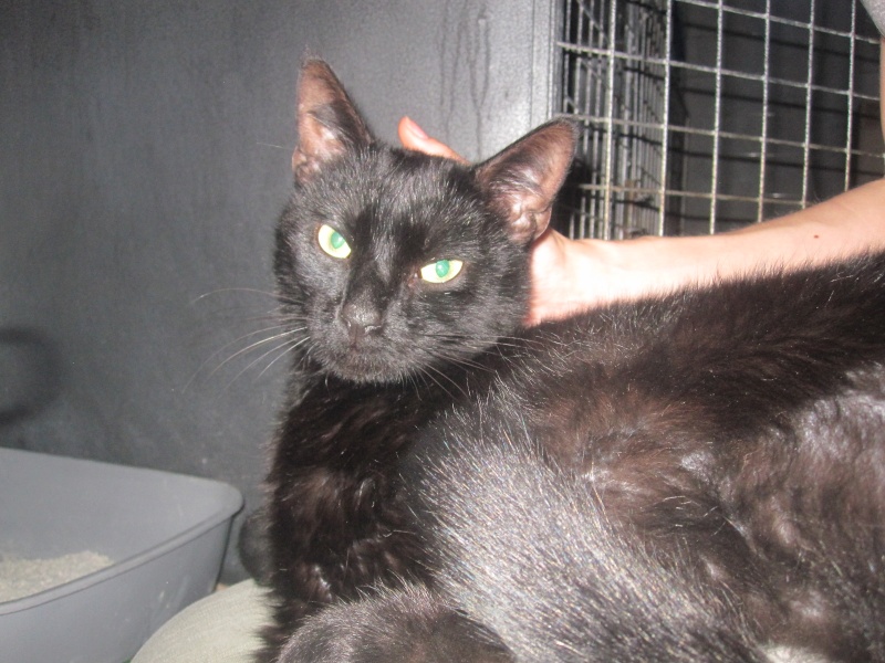 Pépito, chat noir très affectueux né en 2012 - SLPA Amance Pypita13
