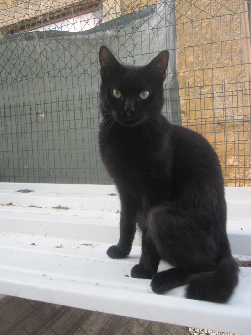 Pépito, chat noir très affectueux né en 2012 - SLPA Amance Pypito10