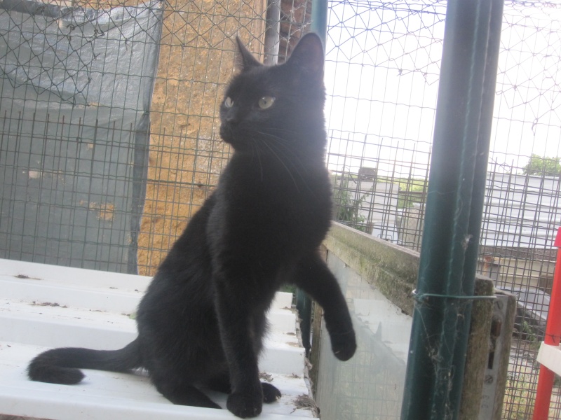 Pépito, chat noir très affectueux né en 2012 - SLPA Amance Pypito11