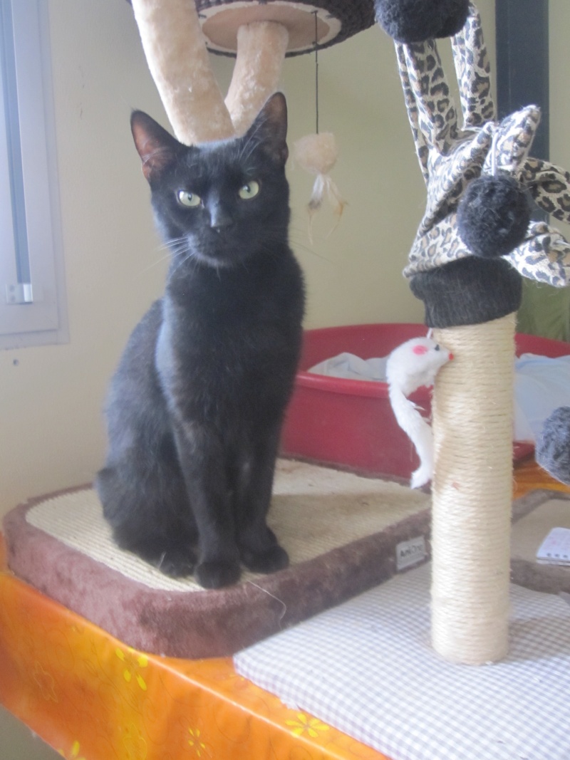 Pépito, chat noir très affectueux né en 2012 - SLPA Amance Pypito12