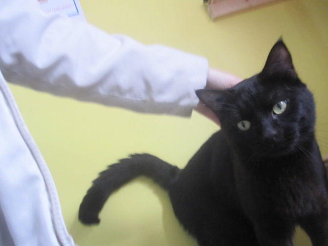Simplet, chat noir né en 2012 -SLPA Amance Simple11