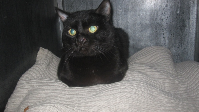 Simplet, chat noir né en 2012 -SLPA Amance Simple14