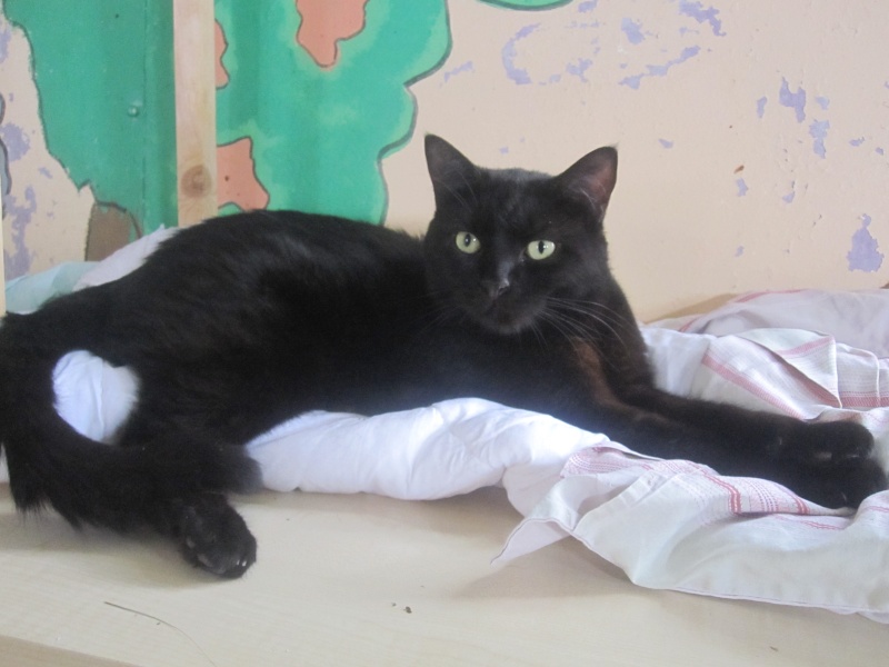 Simplet, chat noir né en 2012 -SLPA Amance Simple15