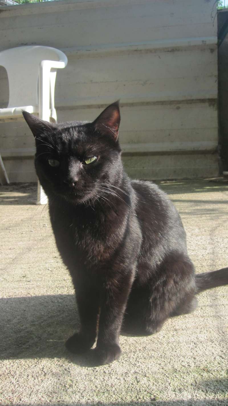 Simplet, chat noir né en 2012 -SLPA Amance Simple17