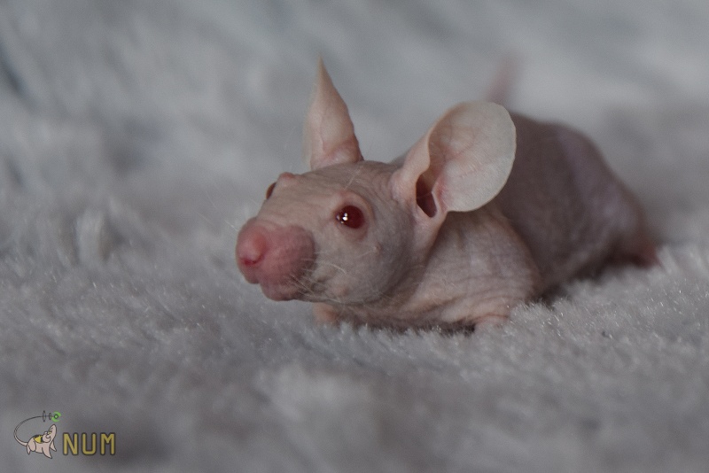 Mes petites nudistes ! (hairless mice) 0111