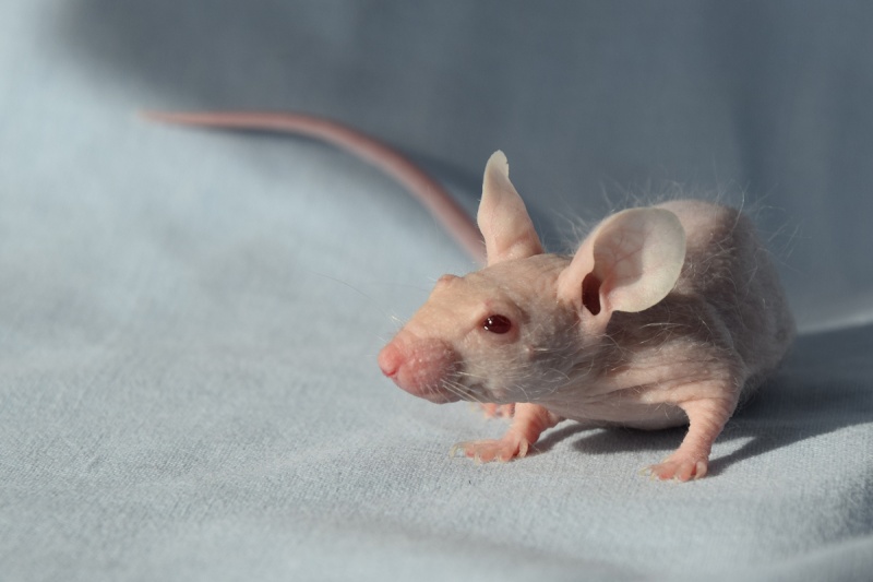 Mes petites nudistes ! (hairless mice) 23_07_23