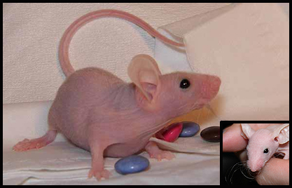 La nudité chez la souris de compagnie Fuzz_010