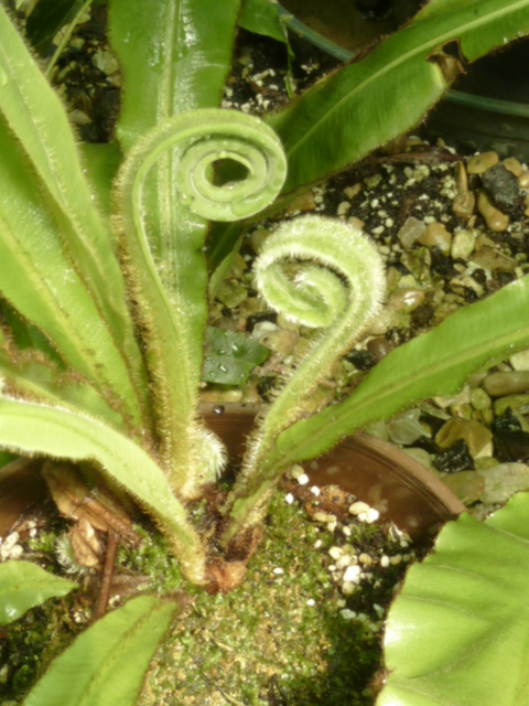 Elaphoglossum villosum  P1130512