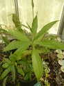 Pollia japonica ( f.des Commelinaceae ) P1110711