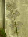 Pollia japonica ( f.des Commelinaceae ) P1110712