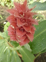 Quelques  Zingiberaceae  P1120820