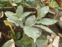 Quelques  Zingiberaceae  P1120912