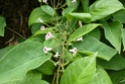 3 jolies plantes grimpantes ou pas des hémicycles  P1130024