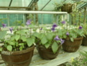 Quelques gesnériaceae en fleurs  P1130115