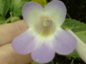 Quelques gesnériaceae en fleurs  P1130123