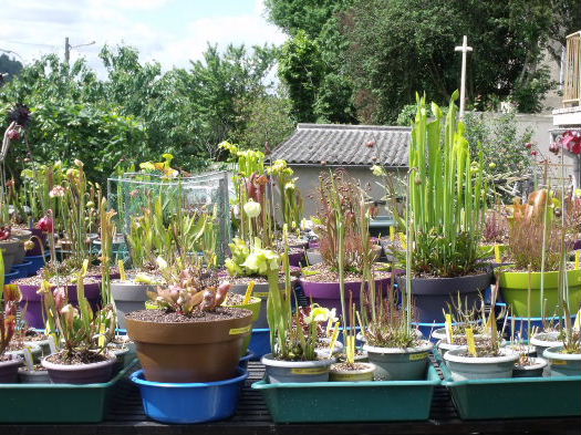 Mise à jour 2013 Sarracenia Growli10
