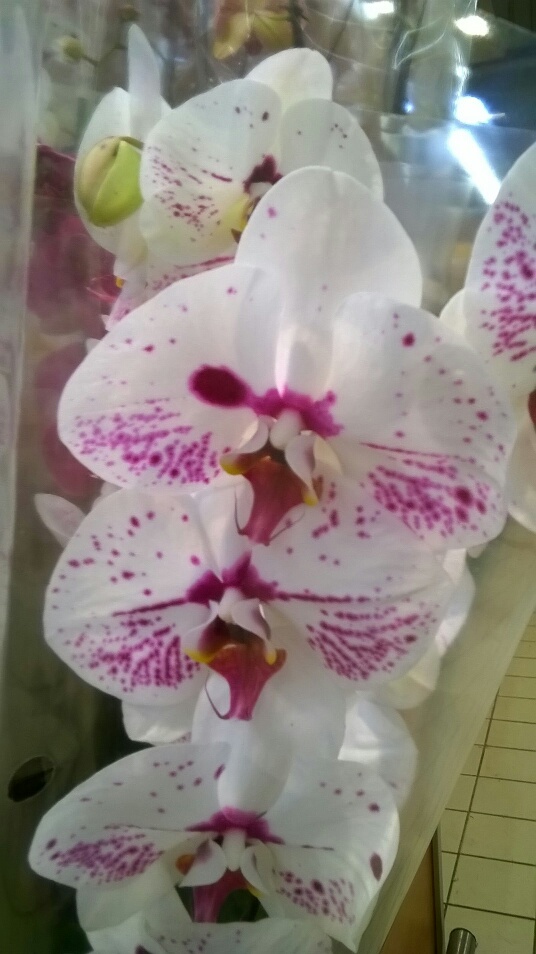 Les orchidées - Page 4 20152310