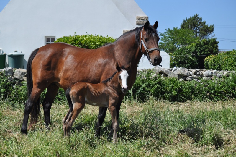 Falada de l'Astran  Falada12