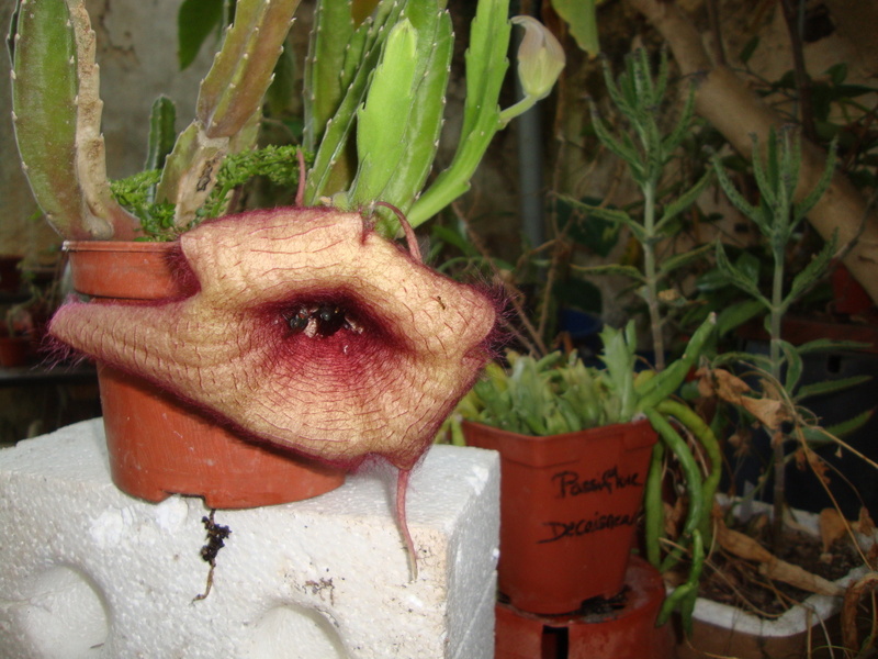 Stapelia et huernia Dsc01519