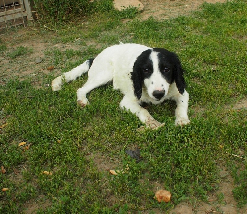 BONNIE- chiot femelle, croisée cocker née en mars 2015 - (CARMINA Bucarest) - adoptée par Evelyne (dpt67) Bonnie16