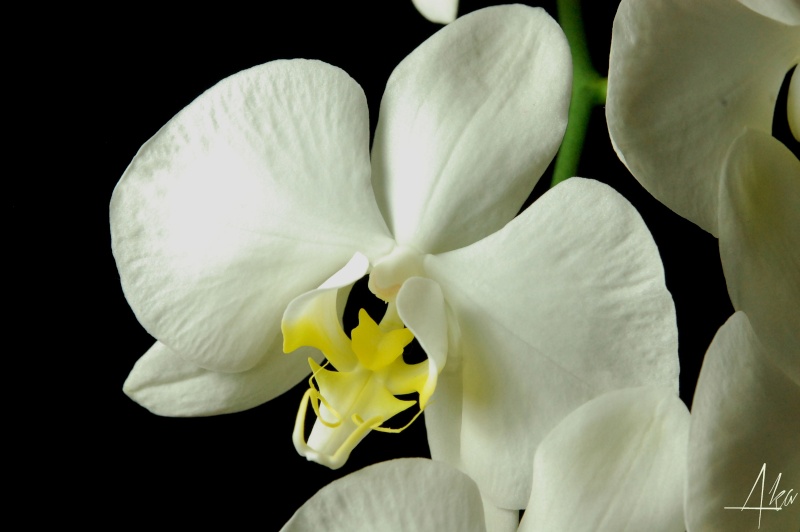 Phalaenopsis amabilis f. aurea Amabil12