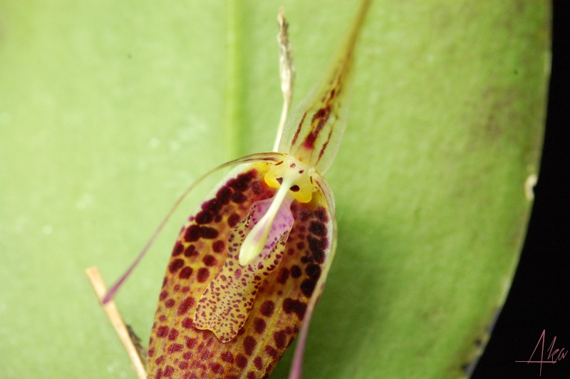 Restrepia aristulifera Aristu11