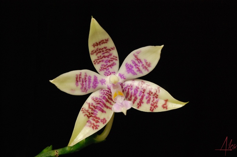 Phalaenopsis hieroglyphica Hiero110