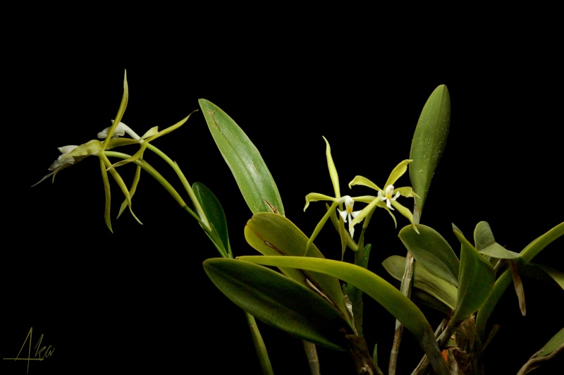 Epidendrum oerstedii Oerste10