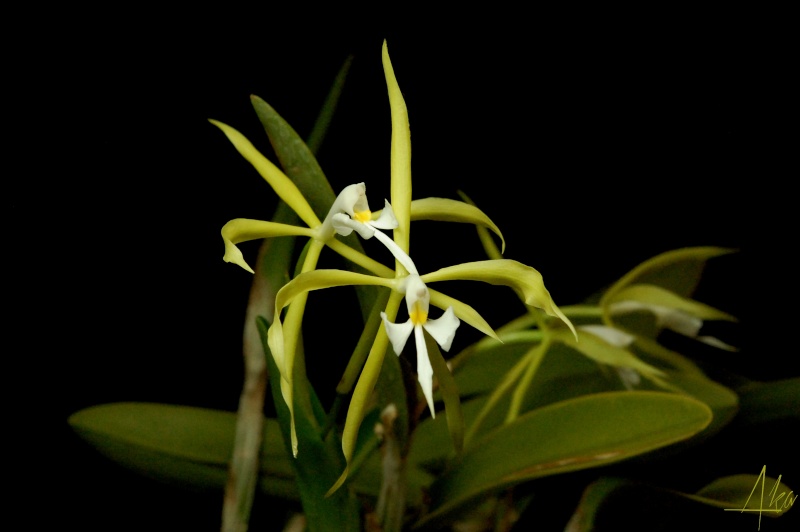 Epidendrum oerstedii Oerste12