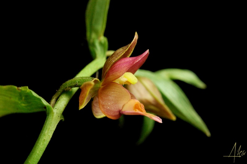 Epipactis royleana Roy210