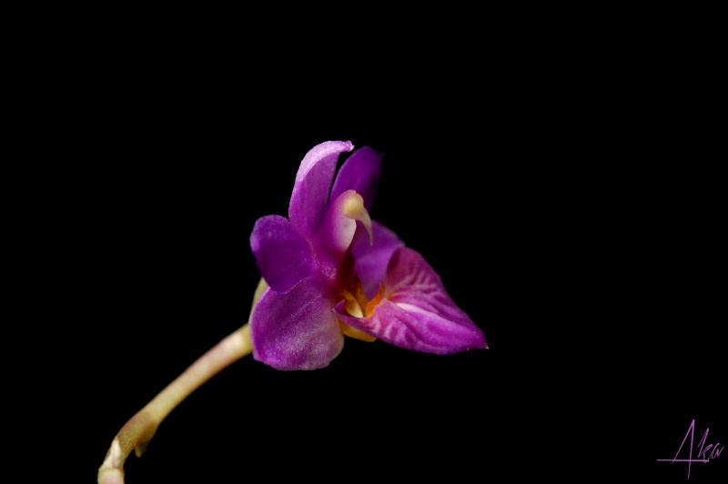 Phalaenopsis San Shia Appendo (appendiculata x pulcherrima f. coerulea) Ssa210