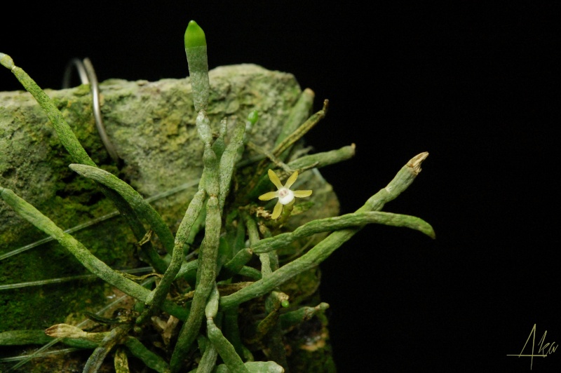 Taeniophyllum obtusum ? pusillum ? Taenio10