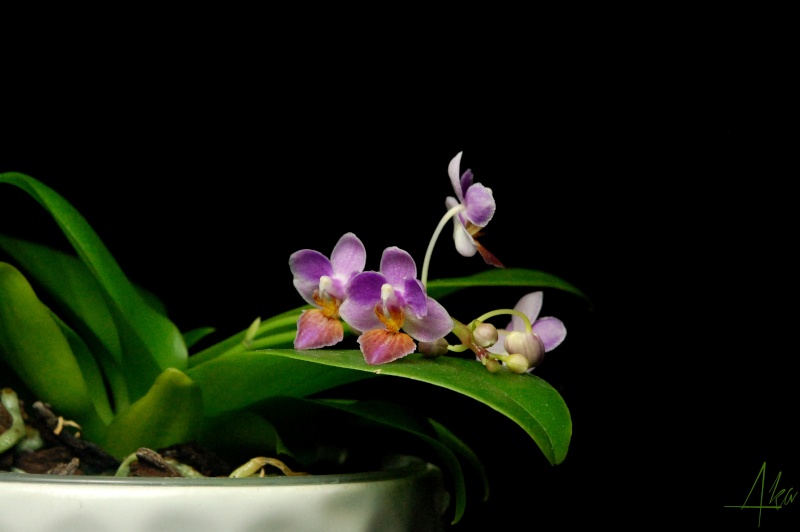 Phalaenopsis Tassanee Jongdamkerng (equestris x appendiculata) - Page 2 Tj110