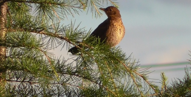 jaune - Quel est cet oiseau ? Oiseau13