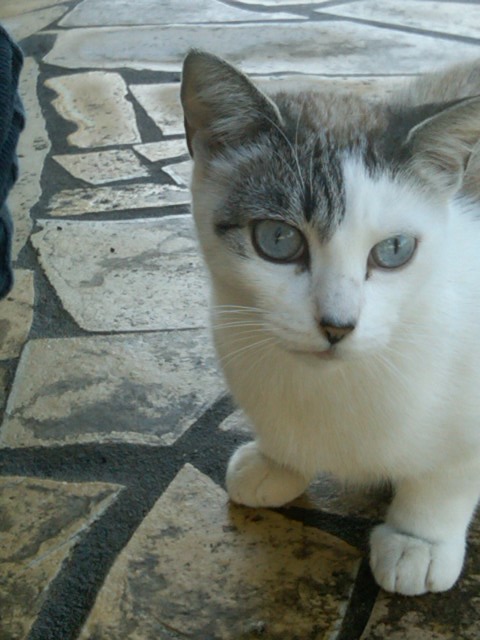 Adorable jeune chatte toute belle, PAU (64) ADOPTEE La_mam10