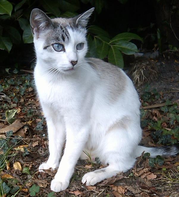 Adorable jeune chatte toute belle, PAU (64) ADOPTEE La_mam11