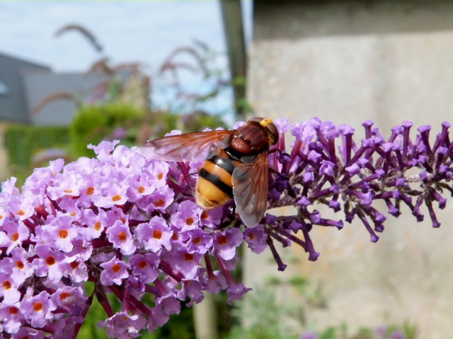 Au jardin . Mouches butineuse P1280914