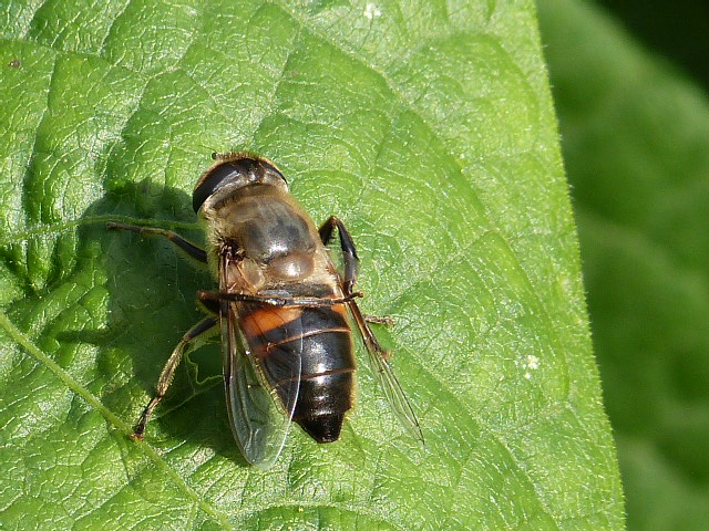 eristalis - Eristalis ? P1290212