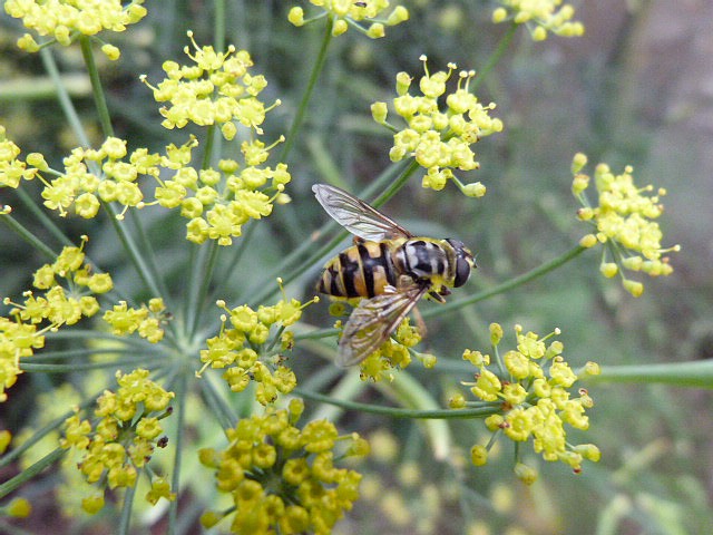 Au jardin . Mouches butineuse P1290310