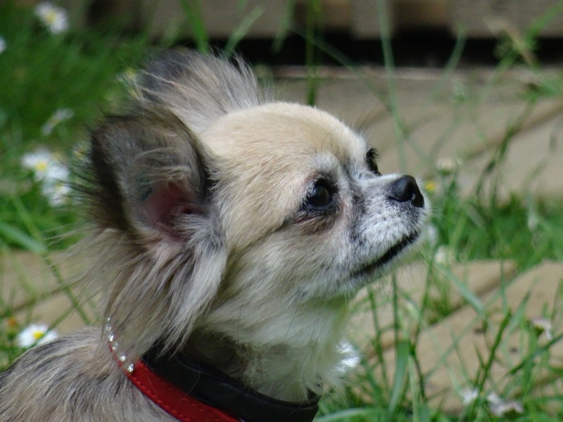 HUBELLE, chihuahua 3 ans - F Dsc01218