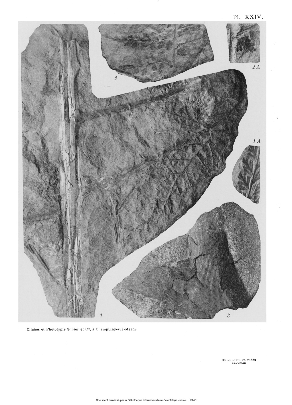 Flore Carbonifère des Alpes Françaises part 2 - Page 3 Bassin11