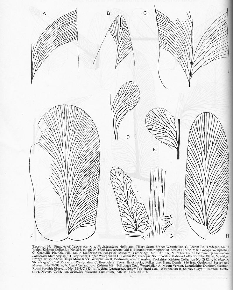 Flore Carbonifère des Alpes Françaises part 2 - Page 3 File2710